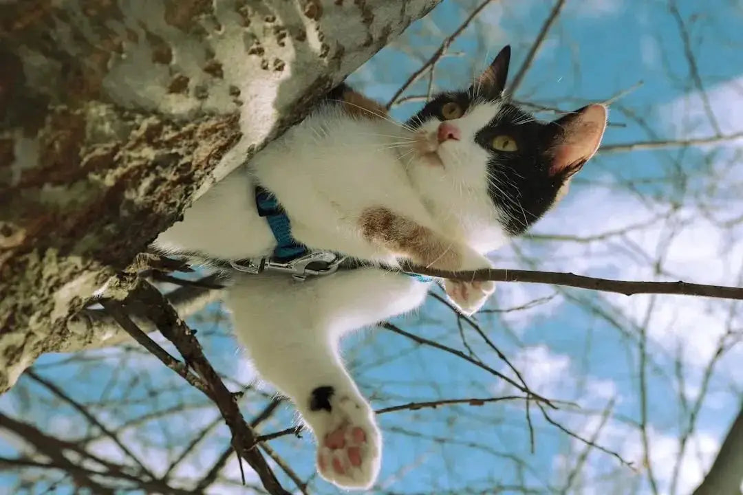 Spin Kitty Cat Exerciser Tree - Perfect for Fun Fitness - Talis Us