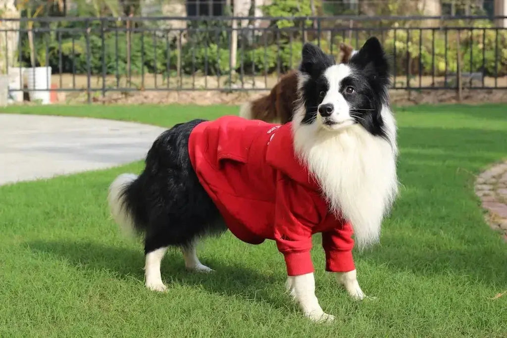Stylish Doggie Clothing for Every Season - Talis Us