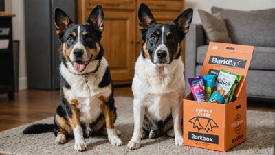 Super Chewer BarkBox Reviews: Unbiased Insights and Recommendations - Talis Us