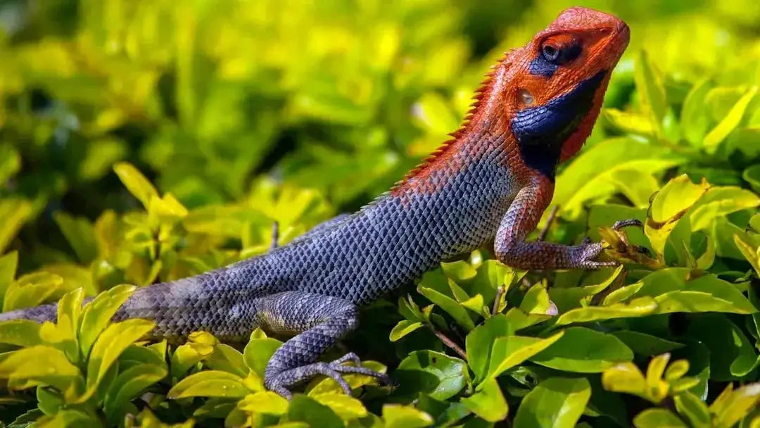 Does Talis Us provide products for birds reptiles and small animals - Talis Us