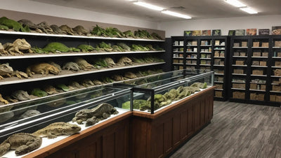 Talis Reptile Store in the US - Talis Us