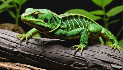Talis Reptile Superstore: Your One-Stop Shop for All Things Reptile - Talis Us