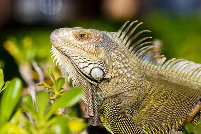 Talis-us Reptile Supply Store - Your One-Stop Shop for Reptile Supplies - Talis Us