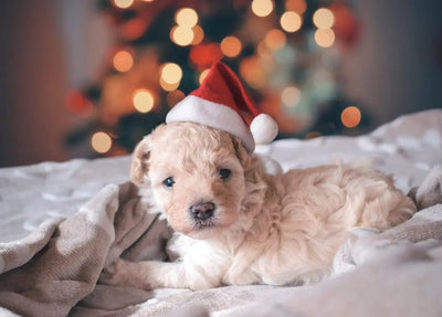 Talis-us: Your Go-To Online Pet Supply Partner - Talis Us