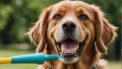 Teeth Cleaning for Dogs: The Essential Guide for Dental Health - Talis Us