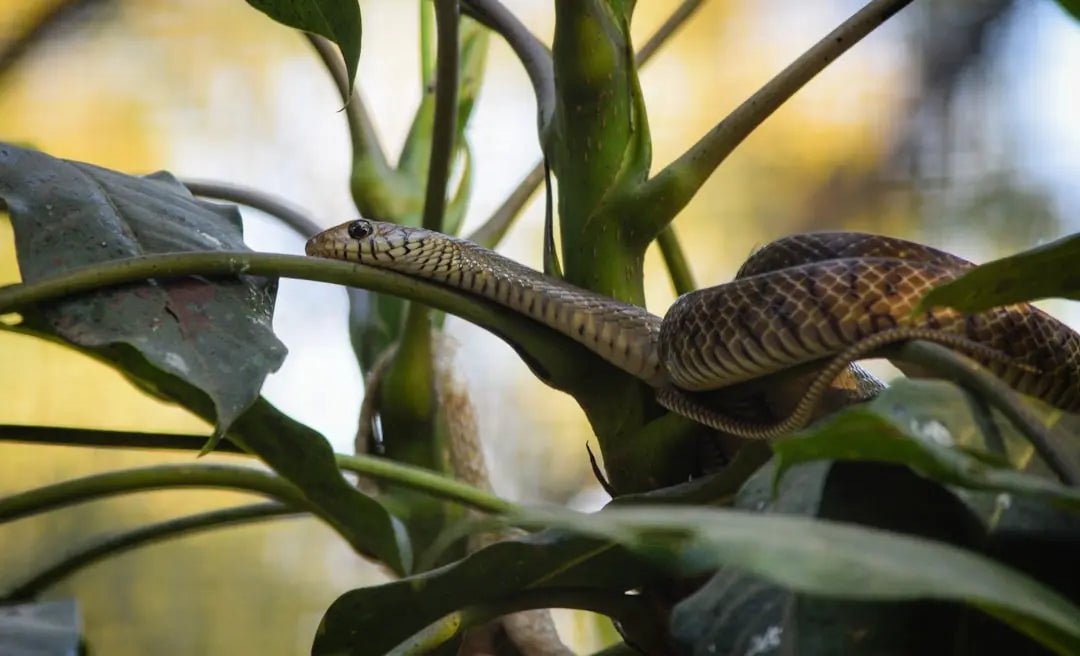 Tegu Lizard Food: A Guide to Feeding Your Tegu Lizard - Talis Us