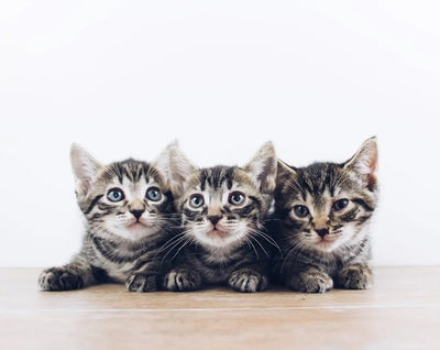 The Benefits of Tuna in Cat Food - Talis Us