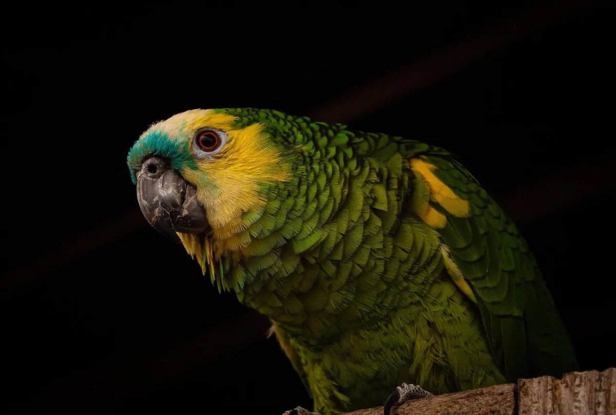 The Benefits of UV Light for Birds: Why it's Important for Your Feathered Friend - Talis Us