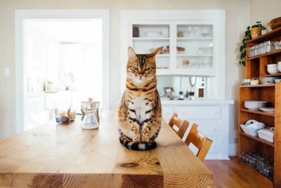 The Best Cat Food for Farmers' Cats - Talis Us