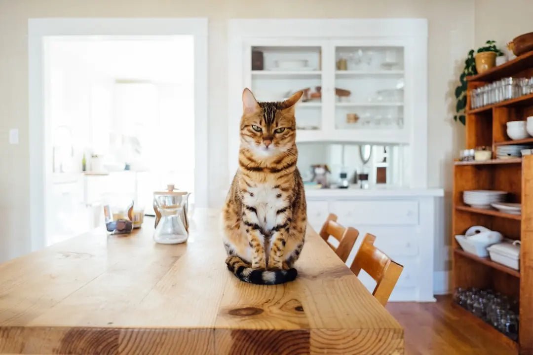The Best Cat Food for Farmers' Cats - Talis Us