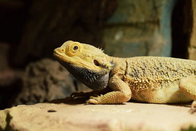 The Best UVB Bulb for Your Bearded Dragon: Here's What You Need to Know - Talis Us