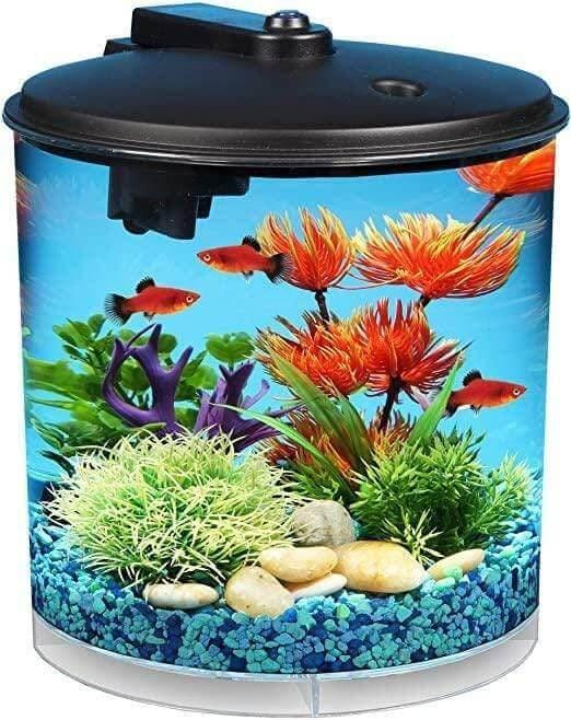 The Difference Between Freshwater And Saltwater Aquariums