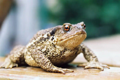 The Essentials of Building a Thriving Frog Habitat: What Every Pet Owner Should Know - Talis Us