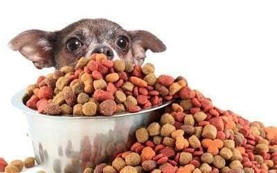 The Horrors of Commercial Pet Food: What Every Dog and Cat Owner Should Know