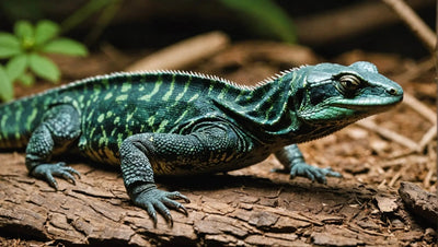 The Importance of a Reliable Reptile Heat Source - Talis Us