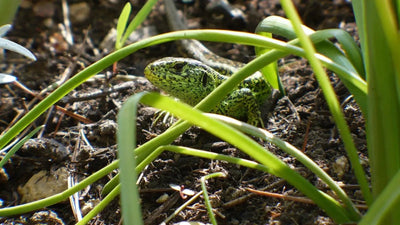 The Importance of Reptile Hide – Giving Your Slithery Friends A Place to Call Home - Talis Us