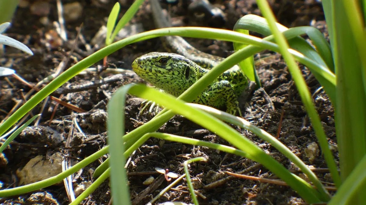 The Importance of Reptile Hides: Providing Shelter and Security for Your Reptilian Friends - Talis Us