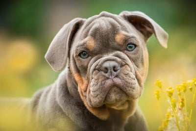 The Science Behind Dog Treats: What Makes Them Irresistible to Your Pet - Talis Us