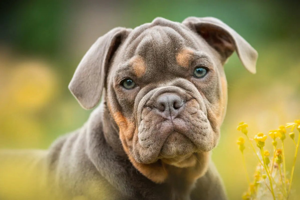 The Science Behind Dog Treats: What Makes Them Irresistible to Your Pet - Talis Us