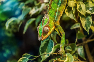 The Science Behind Reptile Thermostats - Talis Us