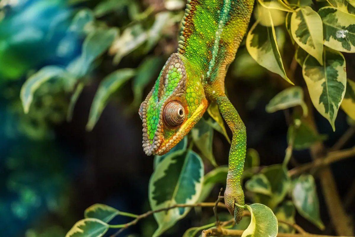 The Science Behind Reptile Thermostats - Talis Us