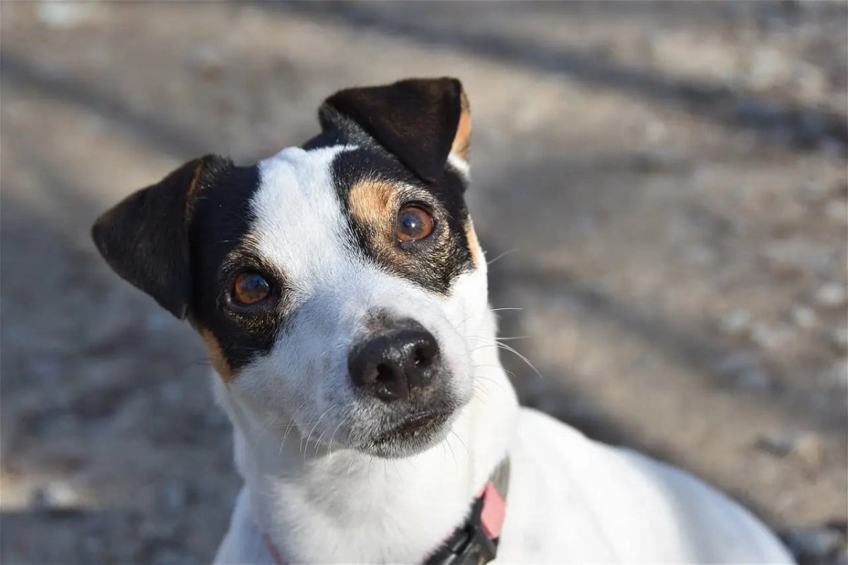 The Truth About Freeze-Dried Liver Treats for Dogs - Talis Us