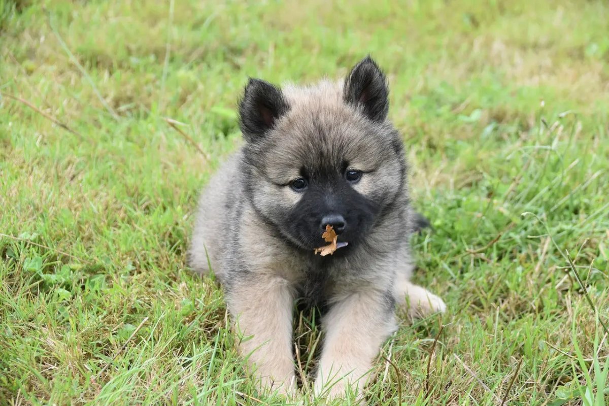 The Truth About Lotus Dog Food: An Honest Review - Talis Us