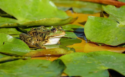 The Ultimate Guide on How to Care for Your Frog - Talis Us