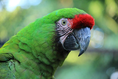 The Ultimate Guide to A&E Bird Cages - Talis Us