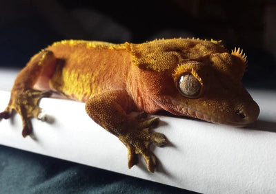 The Ultimate Guide to Choosing the Perfect Reptile Pet for Your Lifestyle - Talis Us