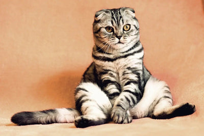 The Ultimate Guide to Feeding Your Cat Wet Food - Talis Us