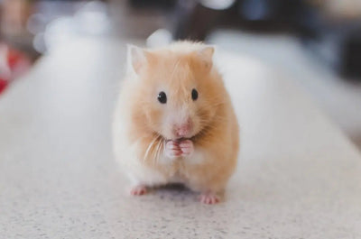 The Ultimate Guide to Pet Supplies Online - Talis Us