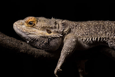 The Ultimate Guide to Reptile Food Vendors: Quality vs. Delivery Times in 2025 - Talis Us