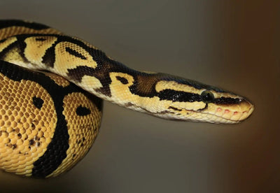 The Ultimate Guide to Using a Snake Hook Effectively - Talis Us