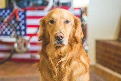 The Ultimate Guide to Vital Essentials: Optimal Nutrition for Your Pet - Talis Us