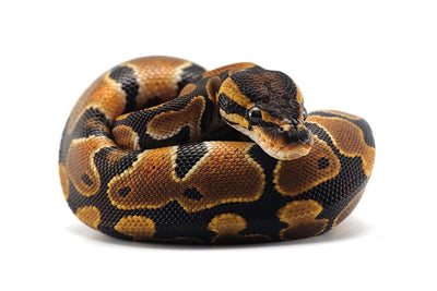 Tips For Buying A Pet Snake