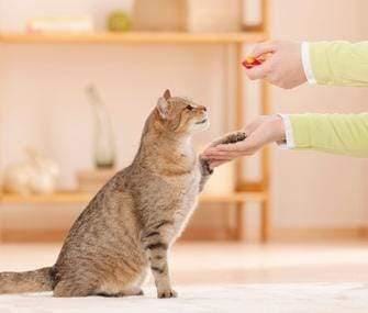 Tips For Training Your Cat