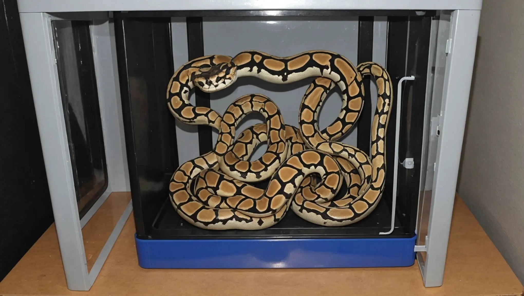 Choosing-the-Best-Ball-Python-Egg-Incubator Talis Us