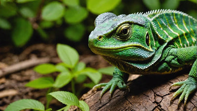 Live Food Options for Reptiles: What You Need to Know