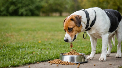 Choosing the Best Dog Food for Your Beloved Pet