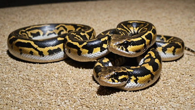 Feeding Your 29-Inch Ball Python: Small Mice Diet