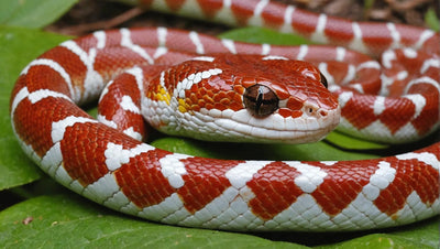 Why Isn't My Corn Snake Eating?