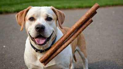 Bully Sticks for Pets: A Tasty and Healthy Chew Option