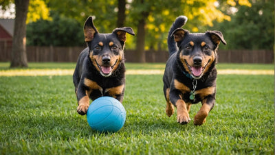 Balls and Fetch Toys: Fun and Interactive Playtime for Dogs