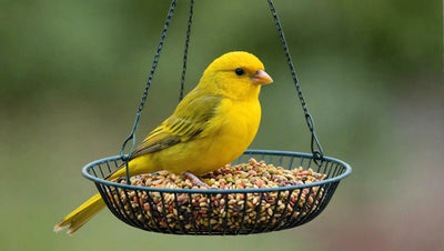Top 10 Bird Food for Canaries to Keep Your Pet Happy and Healthy