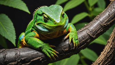 Buy Reptile Supplies Online - Best Place for All Your Reptile Needs