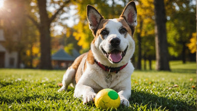 Squeaky Toys for Dogs: Fun and Entertainment