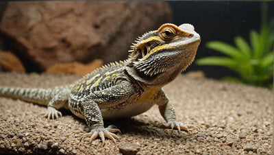 Bearded Dragon Reptile Tank Setup: A Step-by-Step Guide