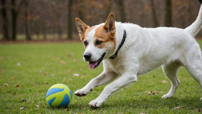 The Best Dog Toys for Physical Exercise and Mental Stimulation