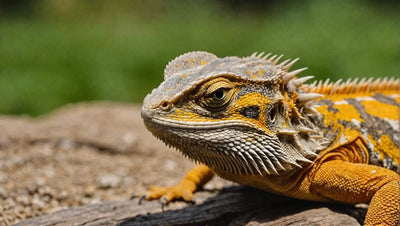 Adult Bearded Dragon Diet: What to Feed Your Pet Dragon